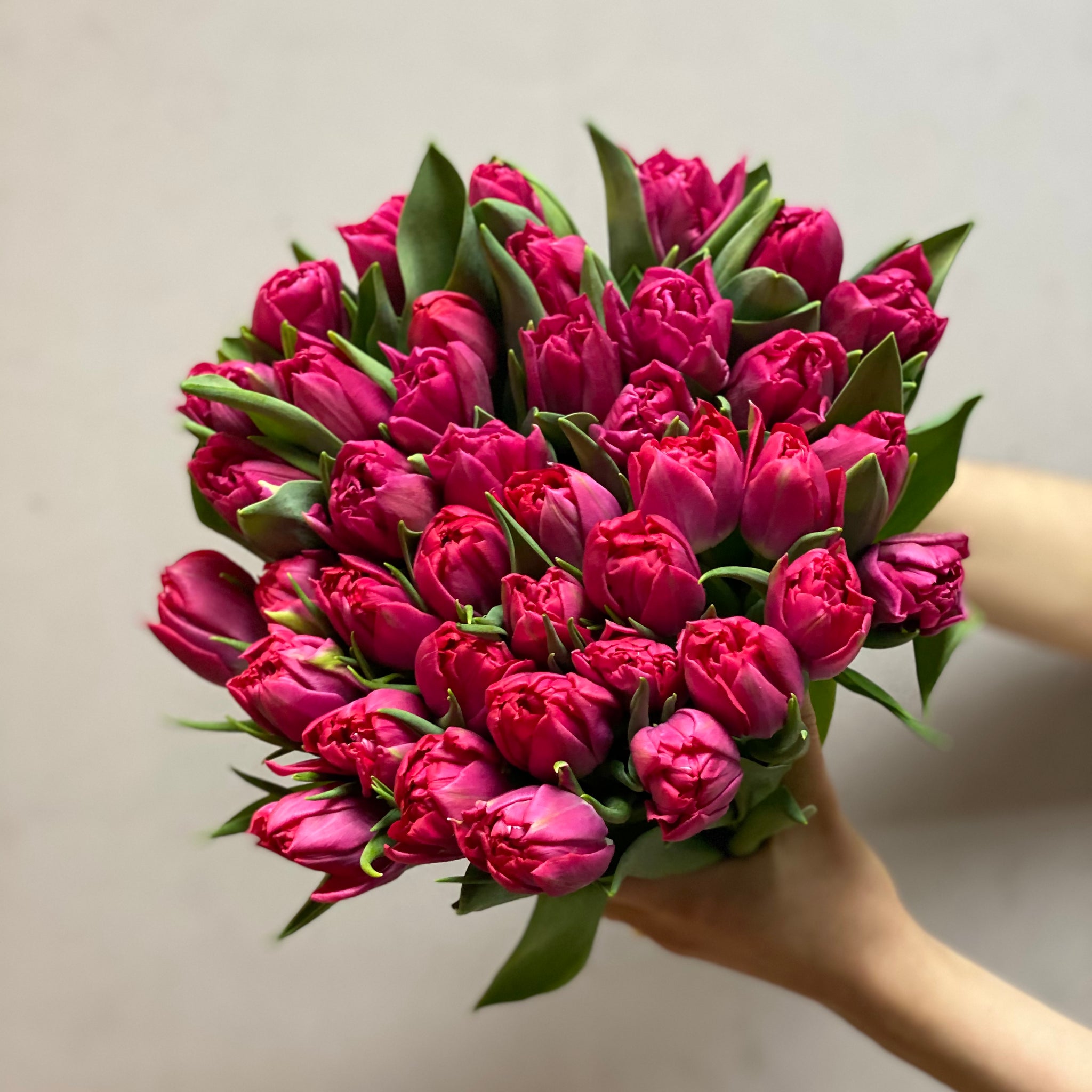 Deep pink double tulips