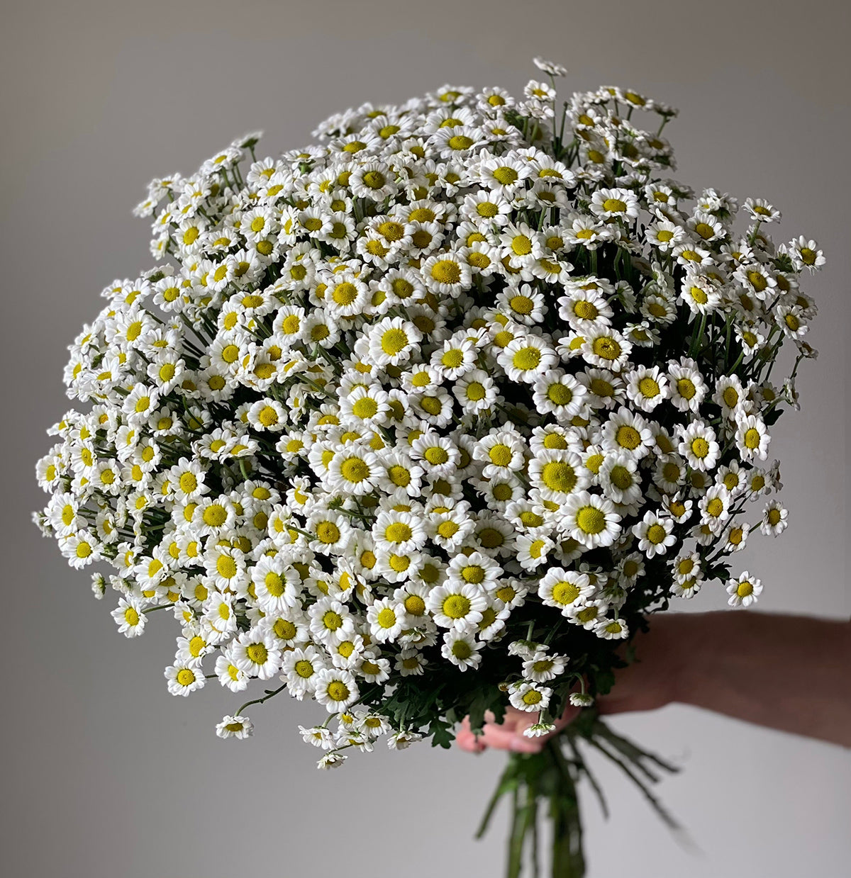 Chrysanthemum