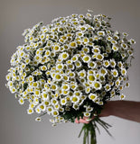 Chrysanthemum