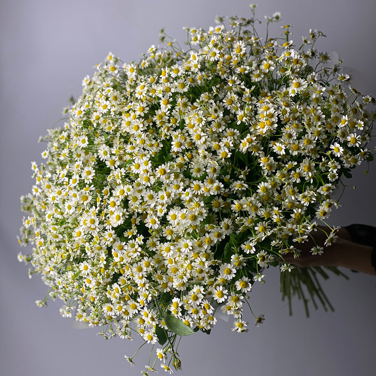 Field Daisies