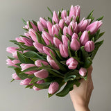 Pink Tulips