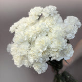 White Dianthus