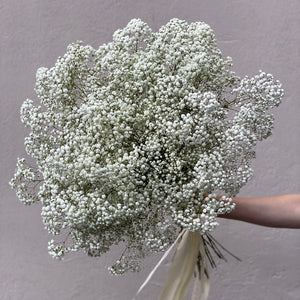 White Gypsophila